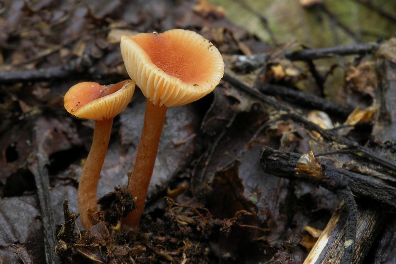 Lactarius omphaliformis